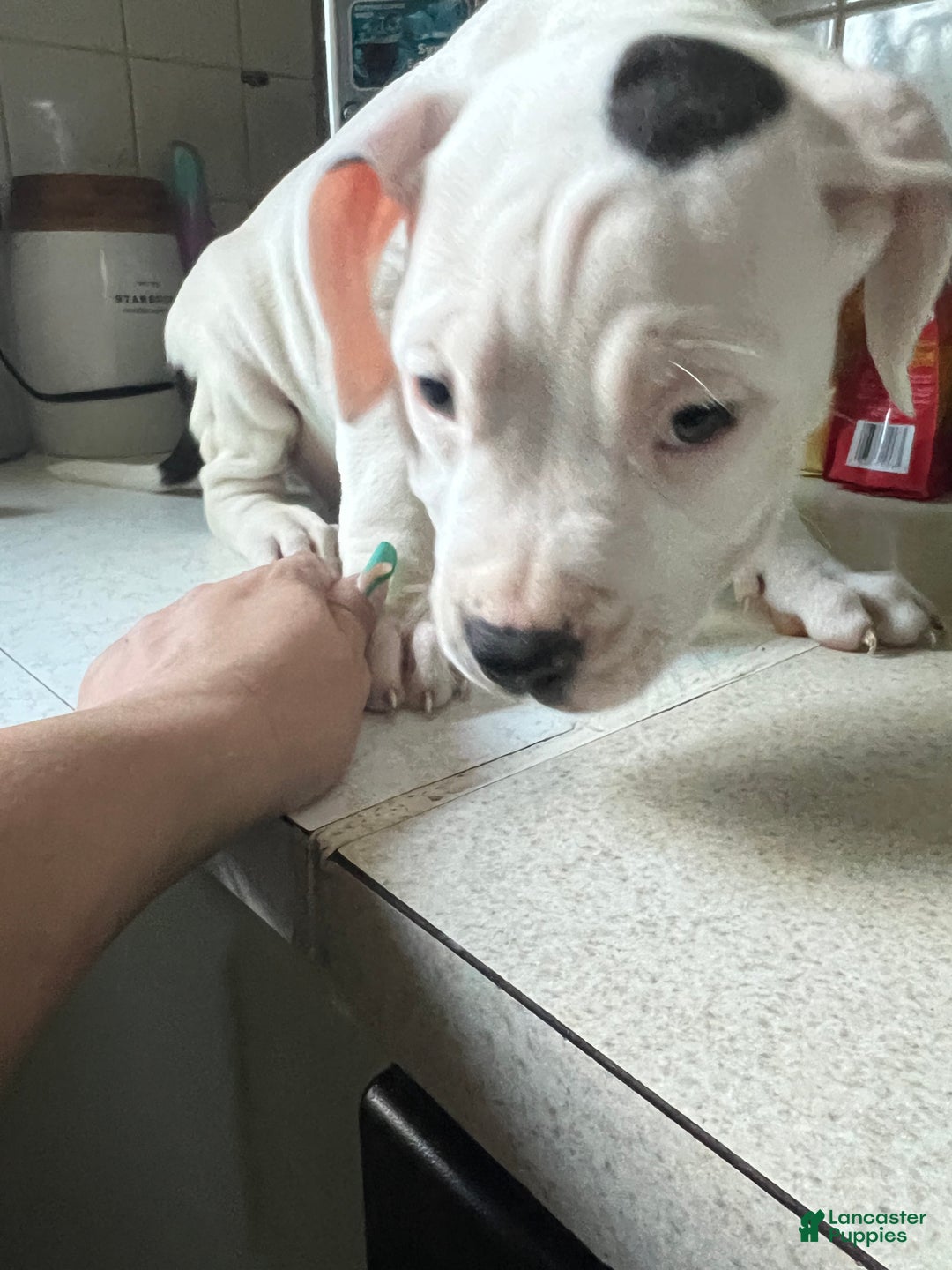 Gallery Image {{count}}