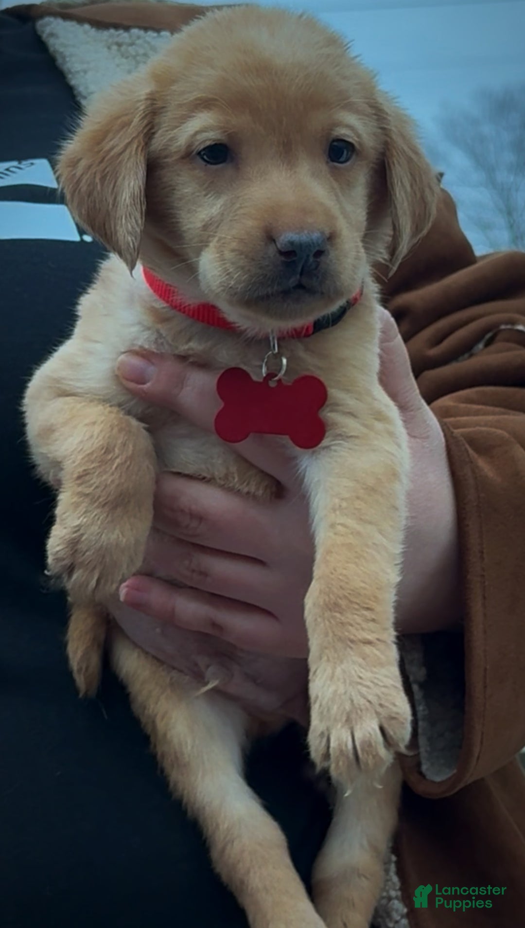 Labrador Retriever dogs for sale: Labrador Retriever Puppy 1 - Ad 10