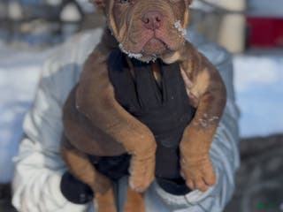 American Bully dogs Roller - Ad 42