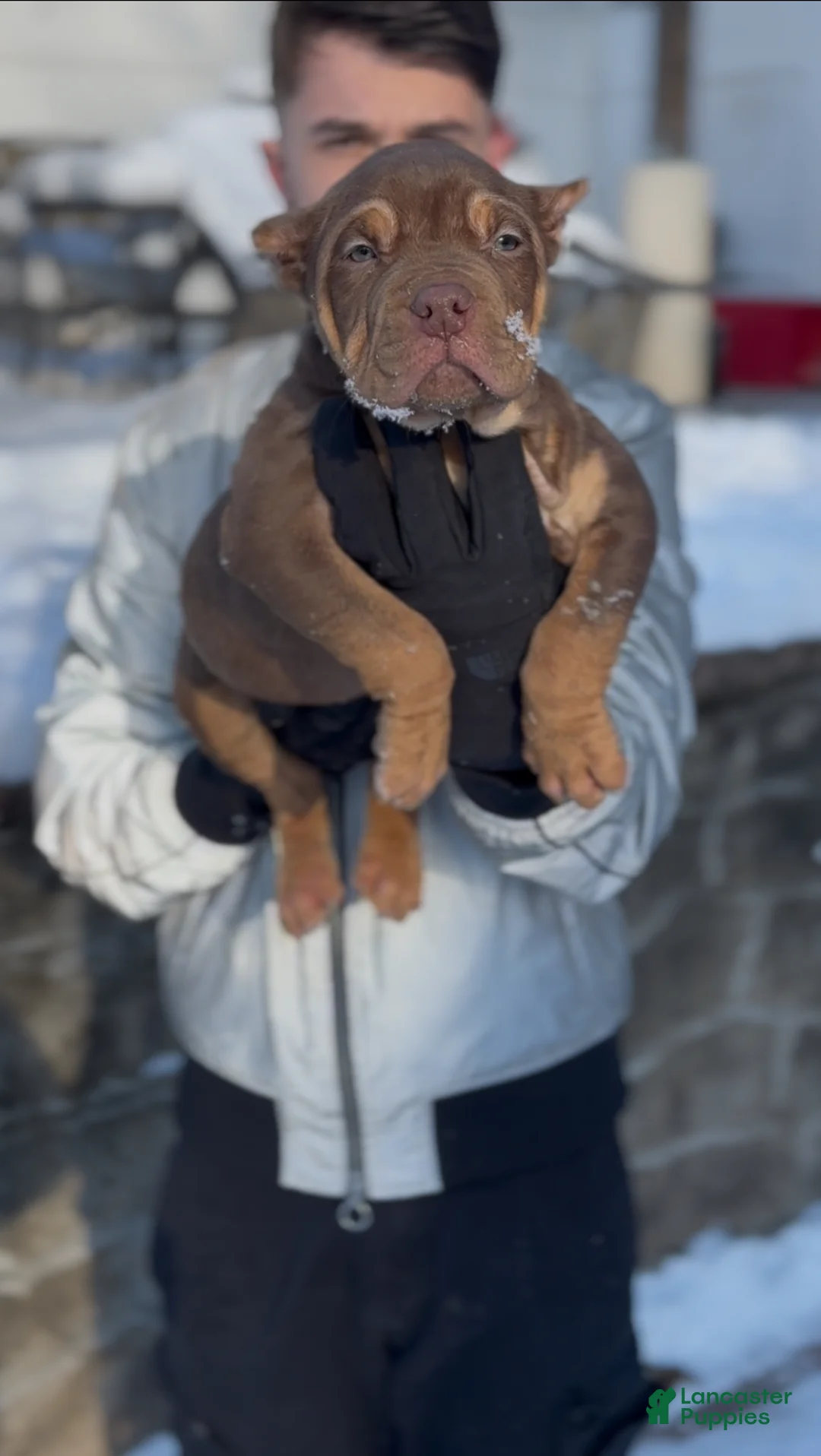 American Bully dogs for sale: Roller - Ad 2