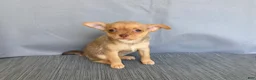 Chihuahua dogs for sale: Ruby - Ad 11