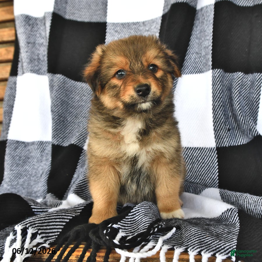 Mixed Breed dogs Flint - Ad 2