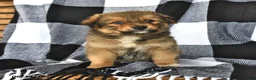 Mixed Breed dogs for sale: Flint - Ad 2