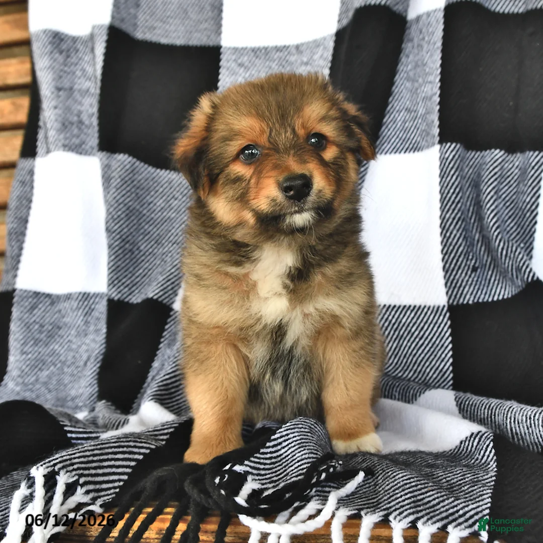 Mixed Breed dogs for sale: Flint - Ad 2