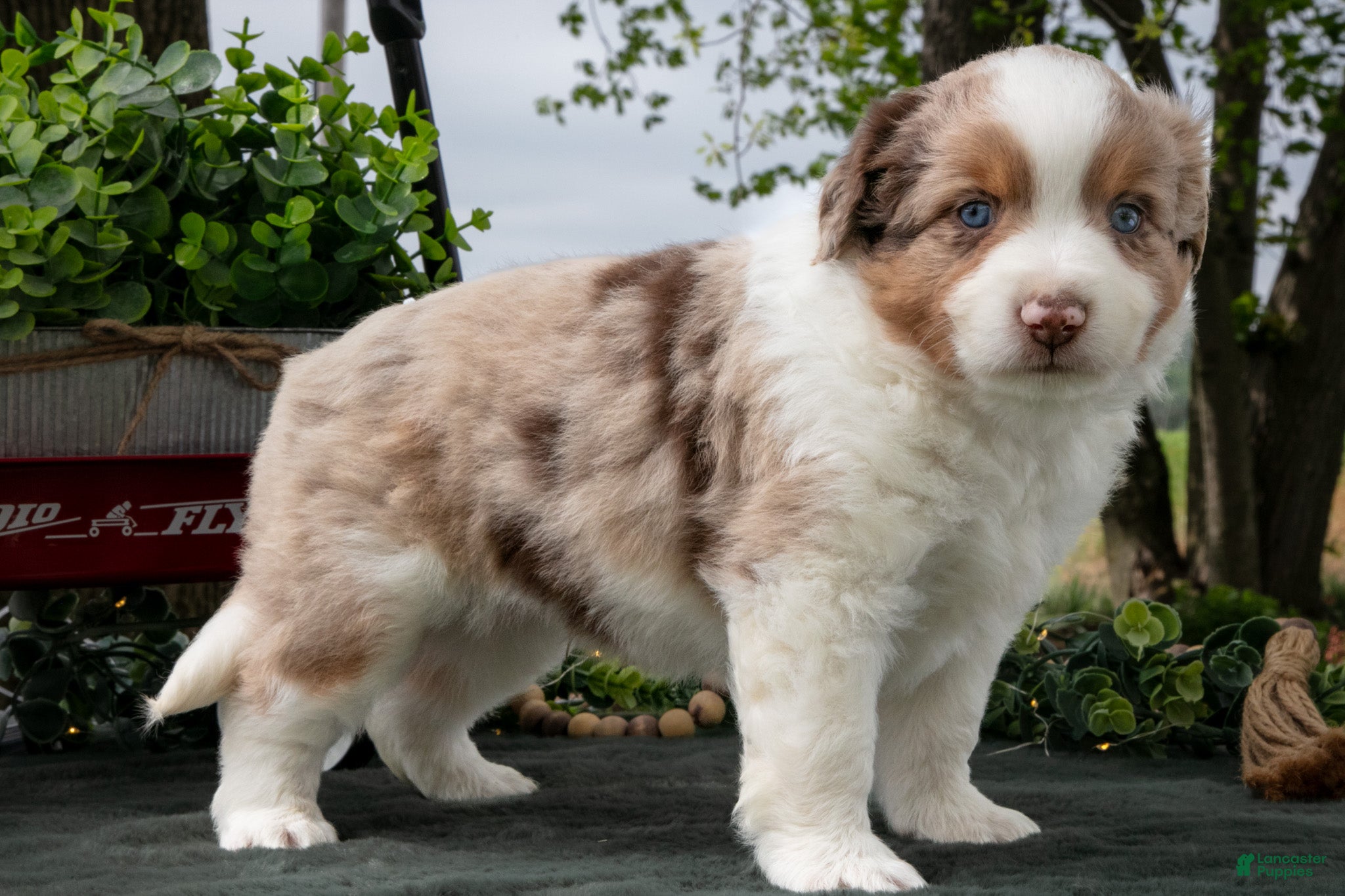 Miniature Australian Shepherd dogs Cowboy - Ad 1