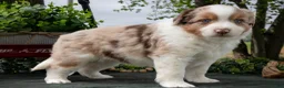 Miniature Australian Shepherd dogs for sale: Cowboy - Ad 1