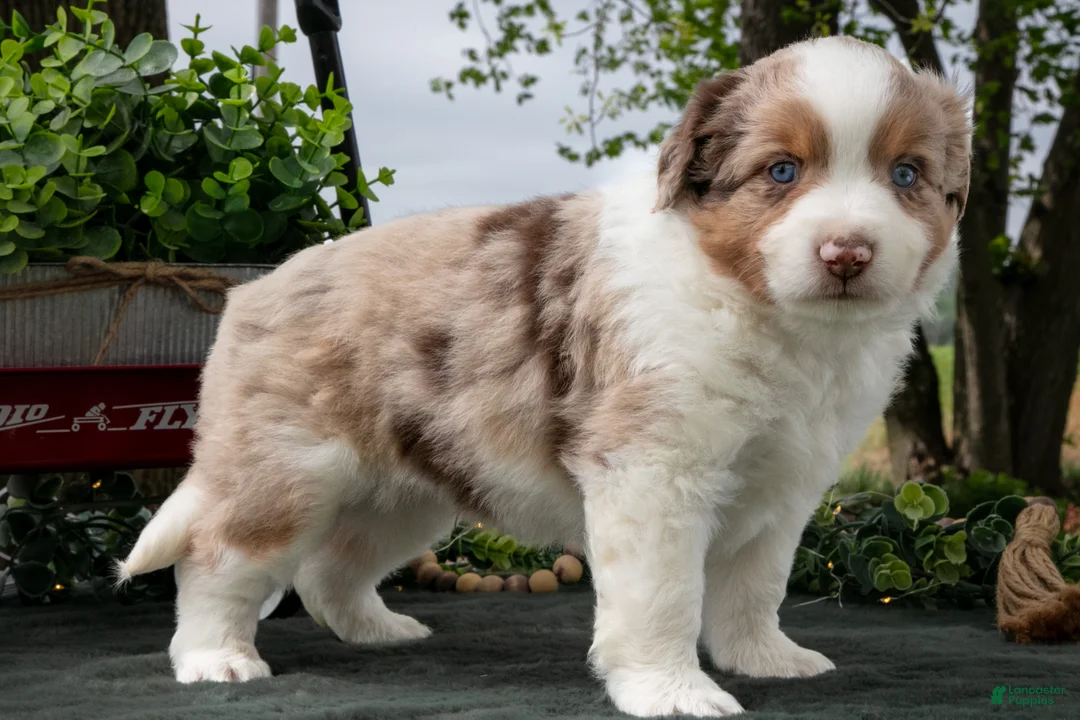 Miniature Australian Shepherd dogs for sale: Cowboy - Ad 1