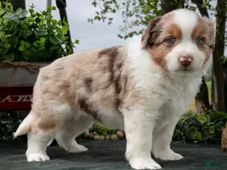 Miniature Australian Shepherd dogs for sale: Cowboy - Ad 2