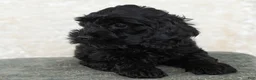 Goldendoodle dogs for sale: Daisy - Ad 6