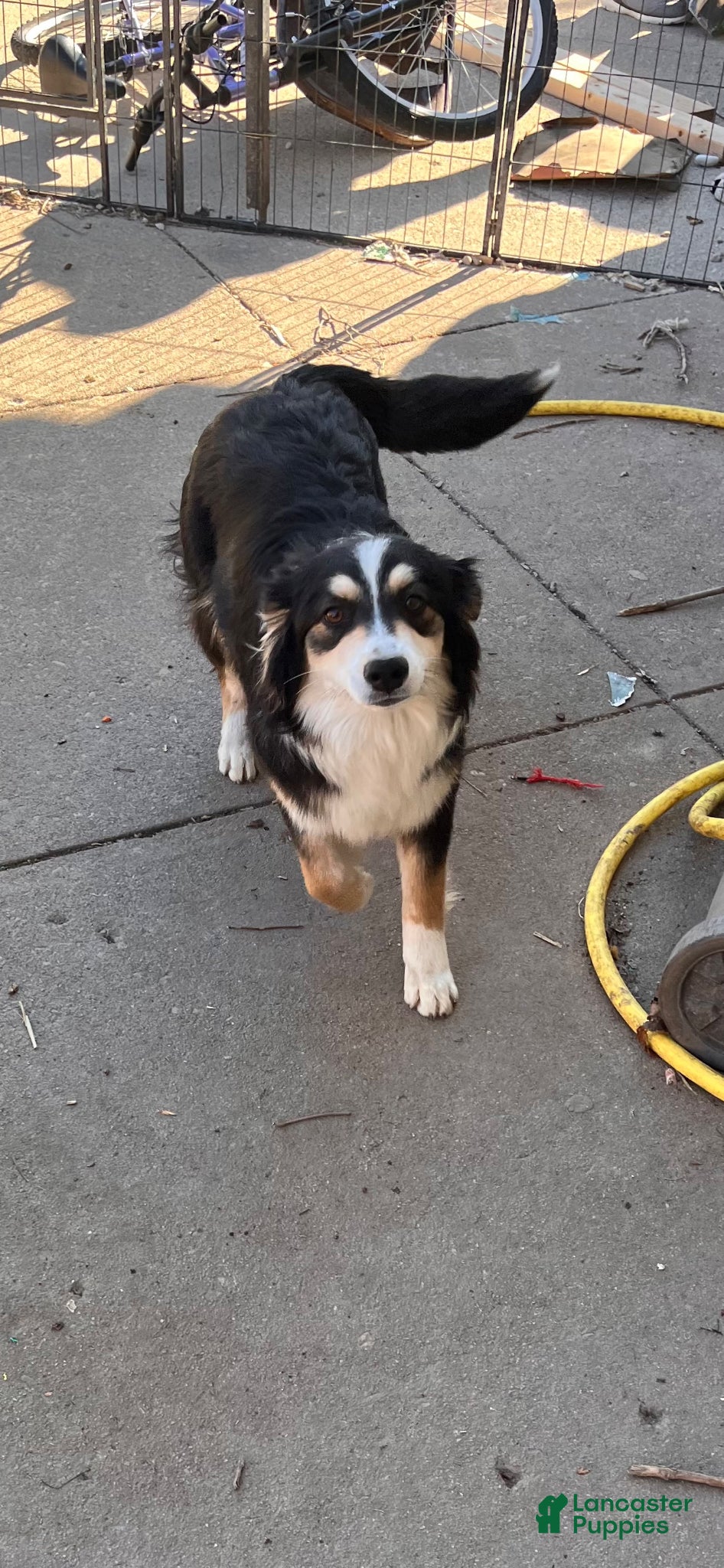 Australian Shepherd dogs Blakie - Ad 3