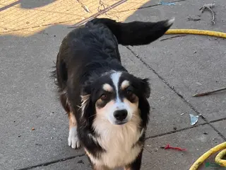 Australian Shepherd dogs Blakie - Ad 3