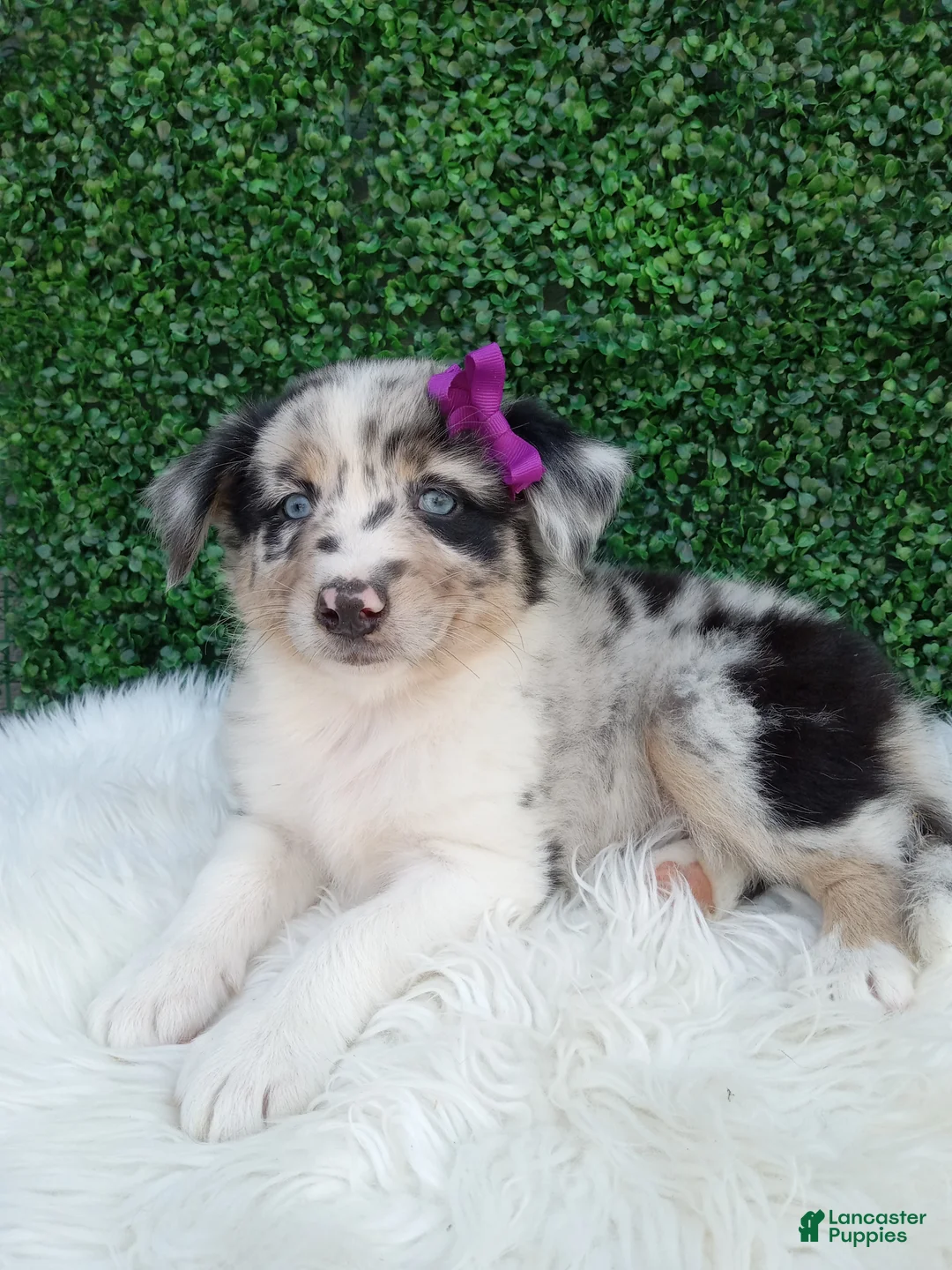 Australian Shepherd dogs for sale: Flicka - Ad 2