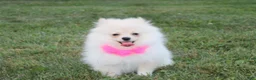 Pomeranian dogs for sale: Ruby - Ad 9