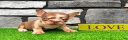 French Bulldog dogs for sale: Axel - Ad 1