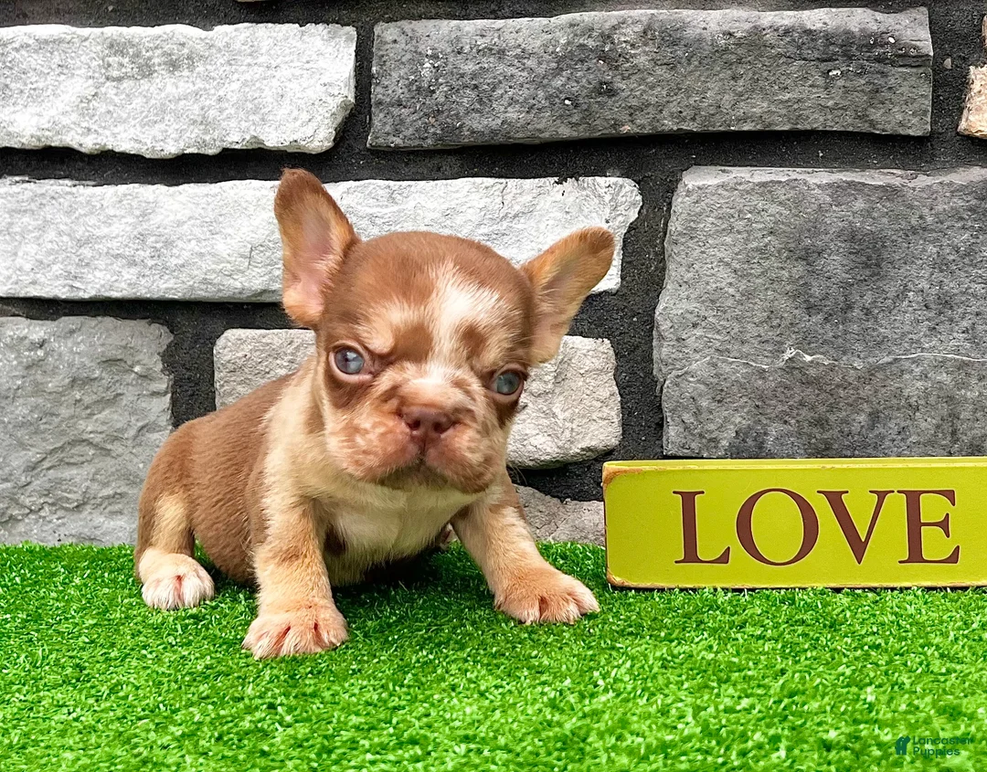 French Bulldog dogs for sale: Axel - Ad 1