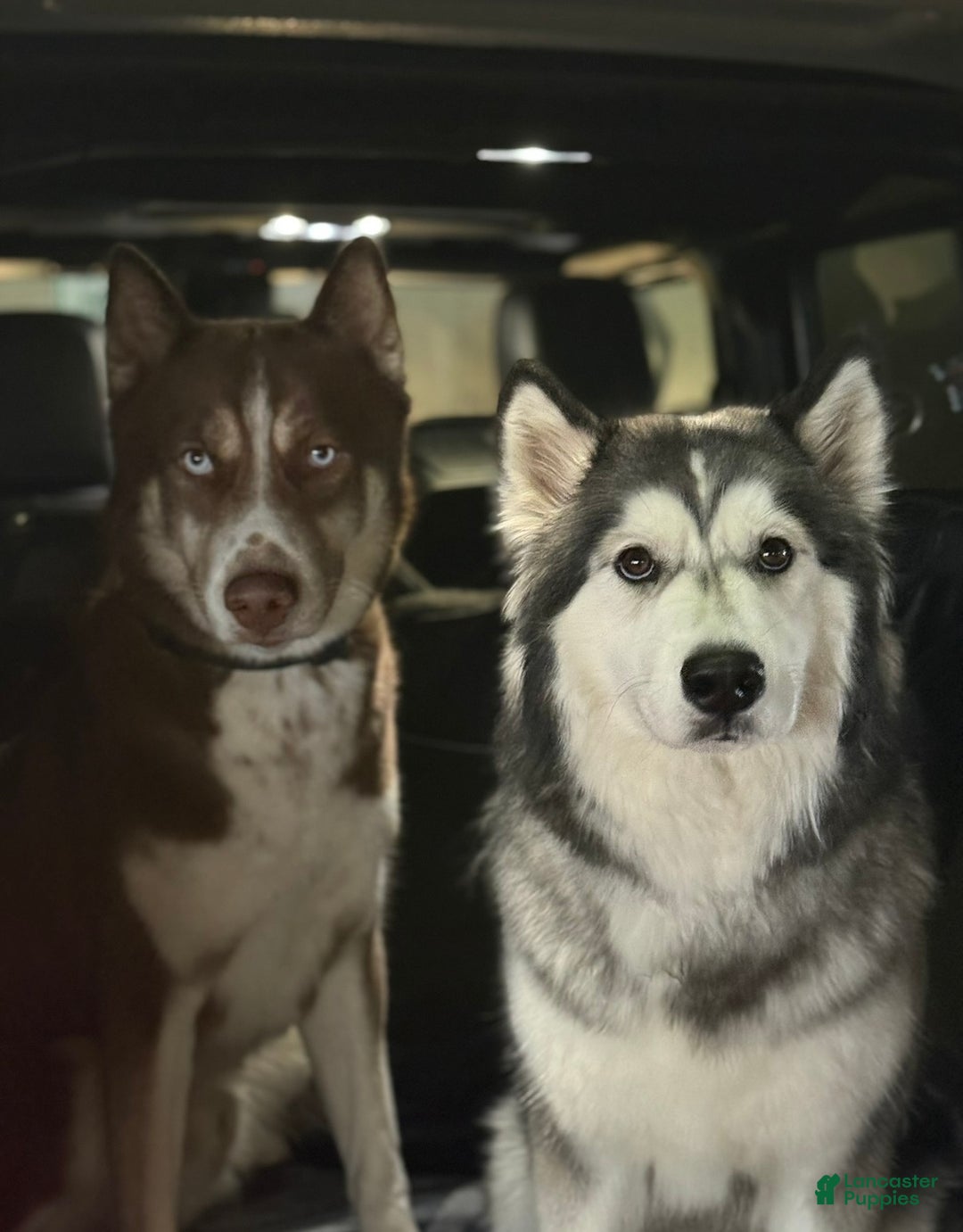 Siberian Husky dogs for sale: Gaia - Ad 7