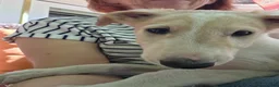 Borzoi dogs for sale: Victor-APRI-PEDIGREE - Ad 1