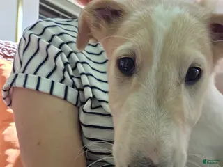 Borzoi dogs for sale: Victor-APRI-PEDIGREE - Ad 3