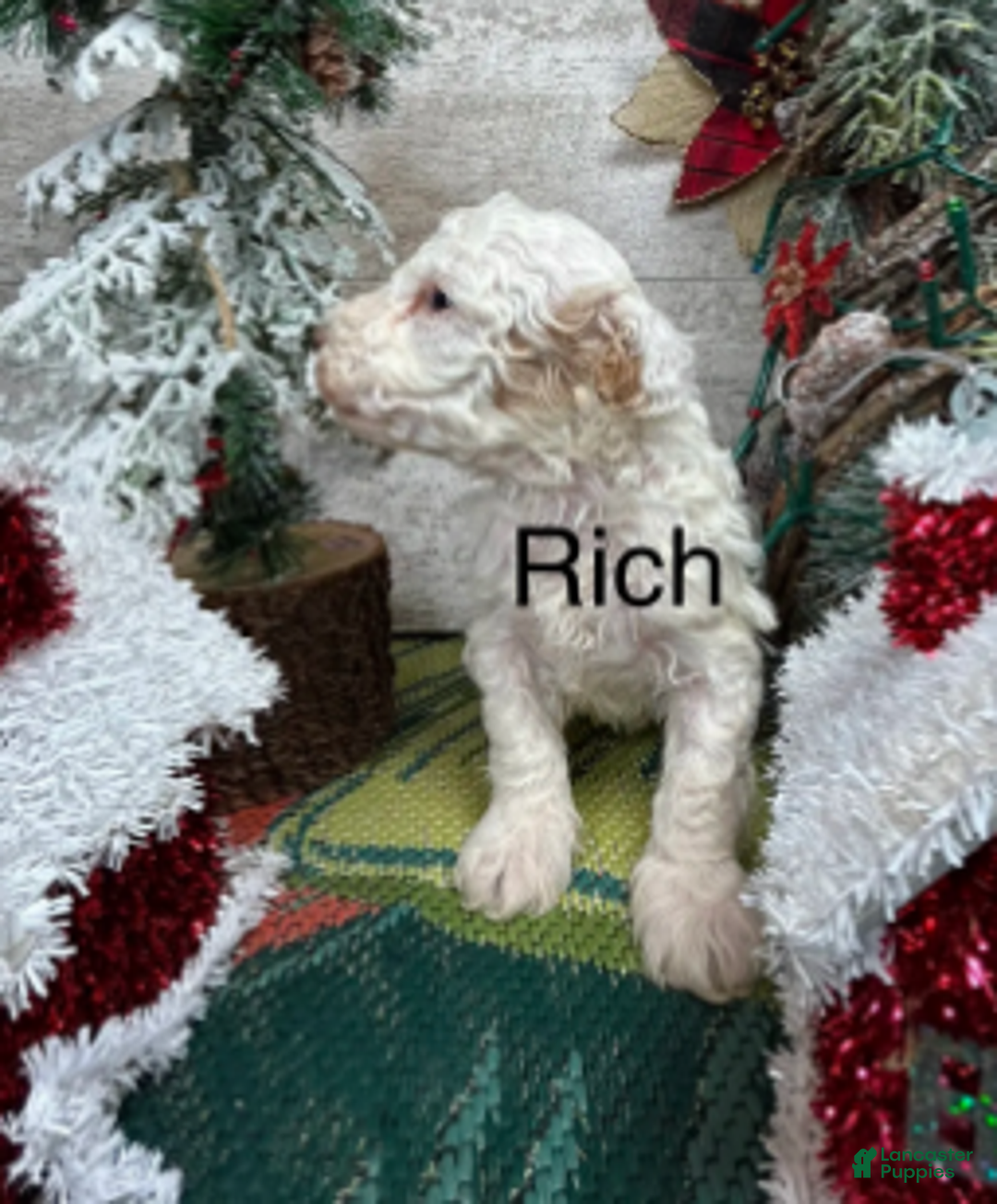 Toy Poodle dogs for sale: Rich - Ad 2