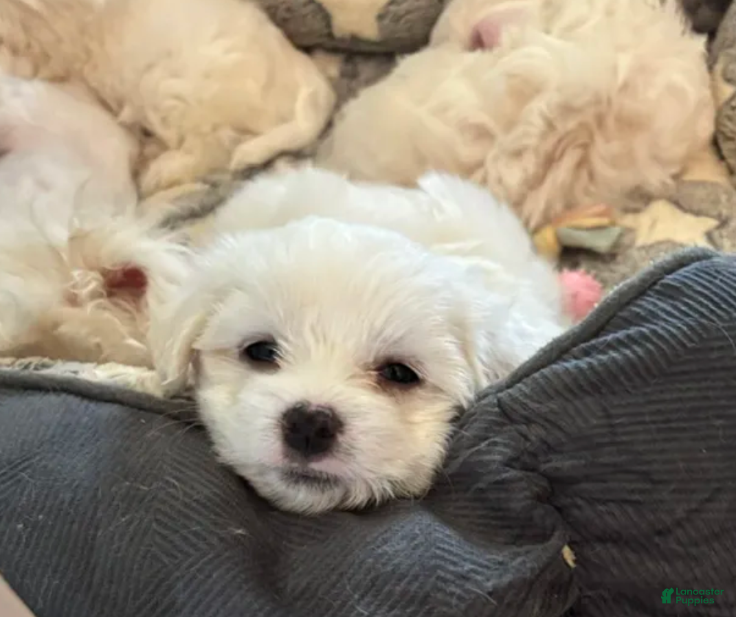 Maltese dogs Champ - Ad 2