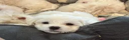 Maltese dogs for sale: Champ - Ad 2