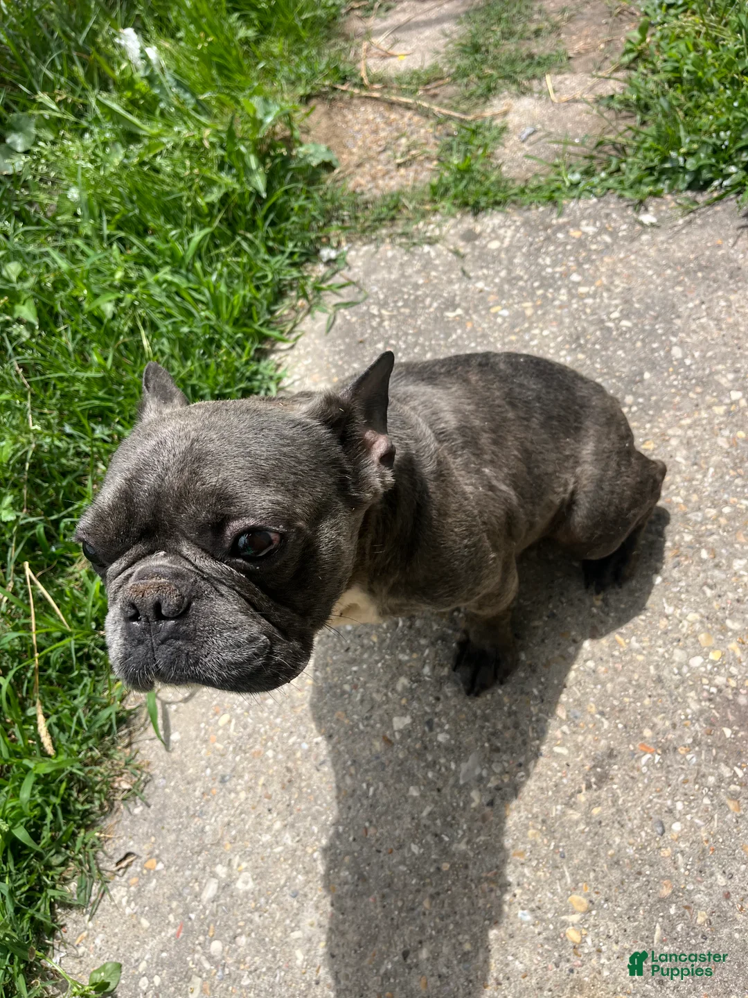 French Bulldog dogs for sale: French Bulldog Puppy 1 - Ad 2