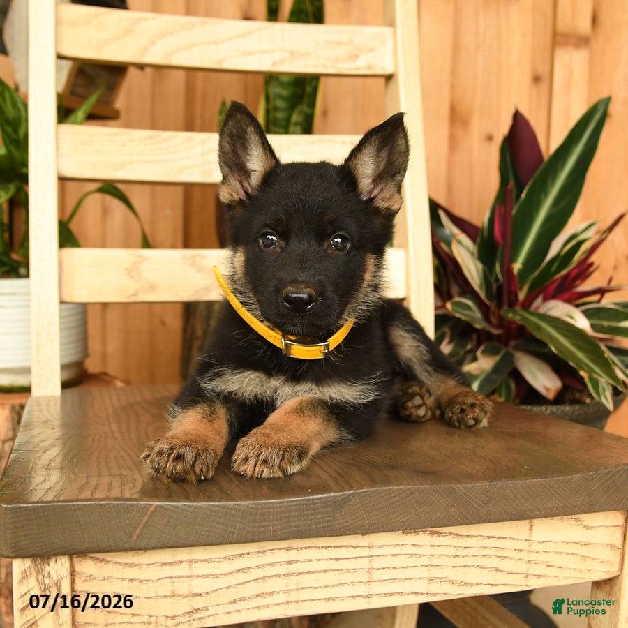 German Shepherd dogs Jeanie - Ad 2