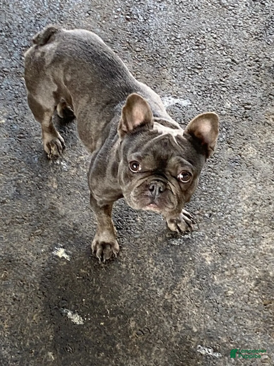 French Bulldog dogs for sale: French Bulldog Puppy 1 - Ad 13