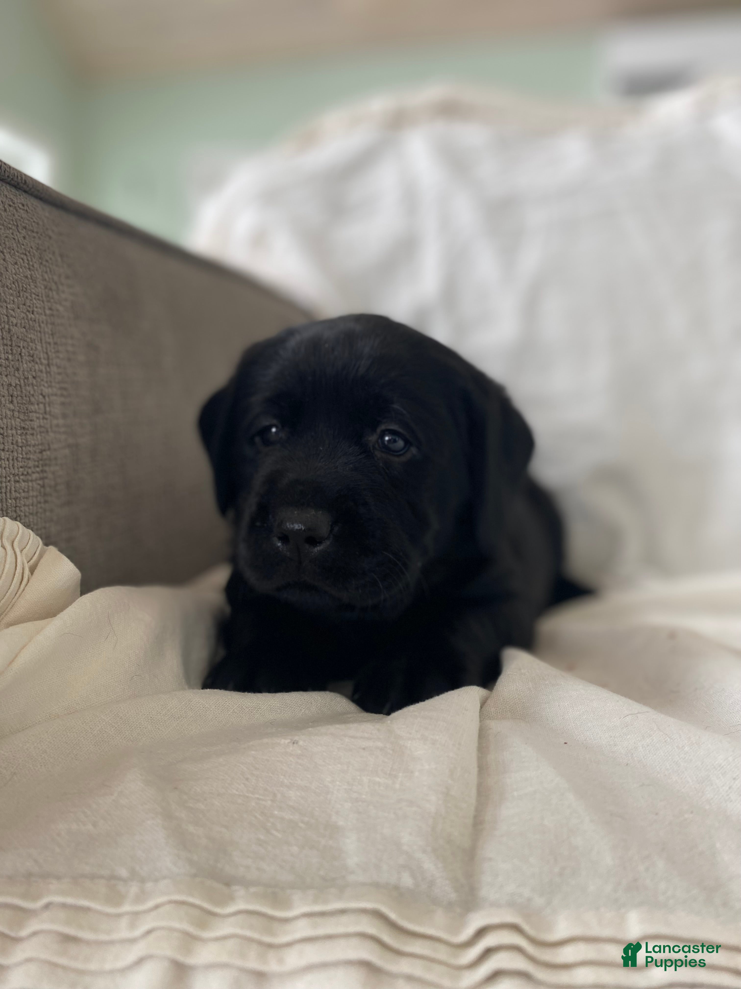 Labrador Retriever dogs Penny - Ad 1