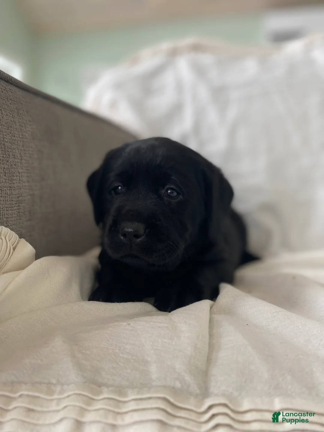 Labrador Retriever dogs for sale: Penny - Ad 1