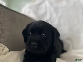 Labrador Retriever dogs for sale: Penny - Ad 4