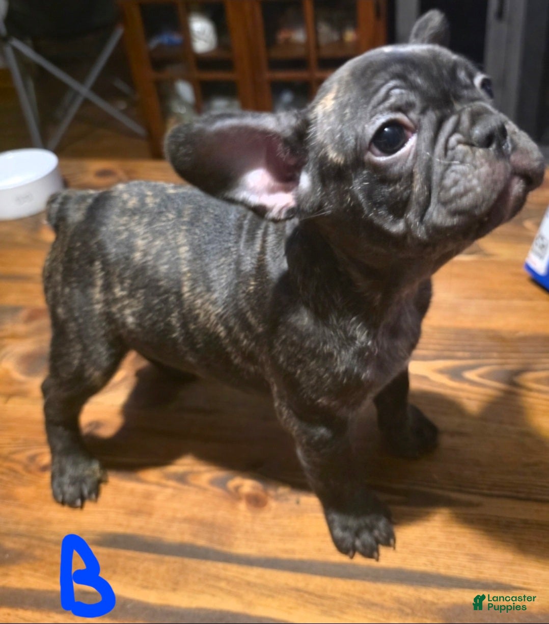 French Bulldog dogs French Bulldog Puppy 2 - Ad 21