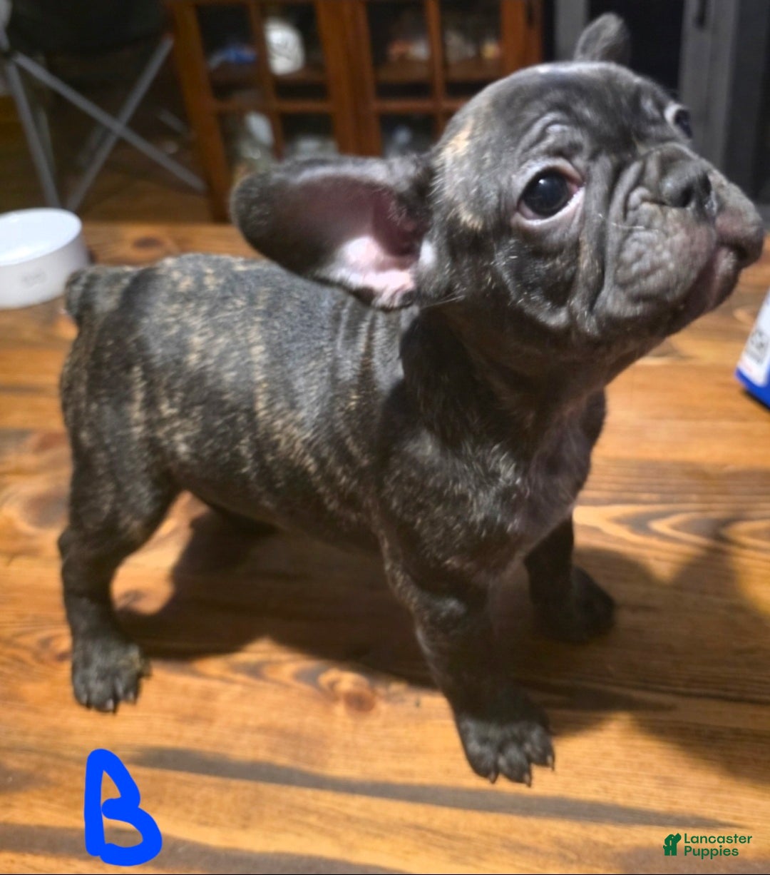 French Bulldog dogs for sale: French Bulldog Puppy 2 - Ad 1