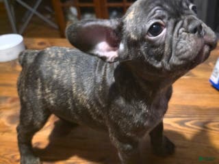 French Bulldog dogs French Bulldog Puppy 2 - Ad 37