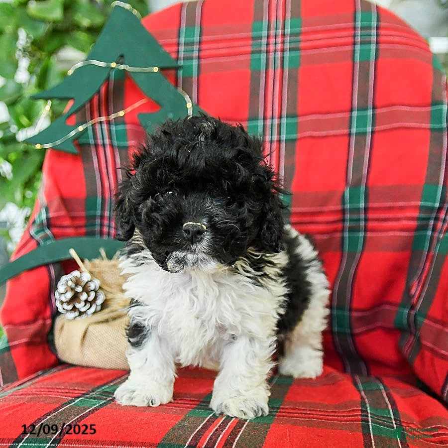 Cockapoo dogs Snoopy - Ad 2