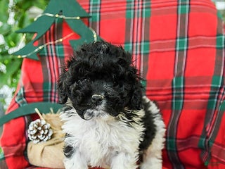 Cockapoo dogs Snoopy - Ad 10