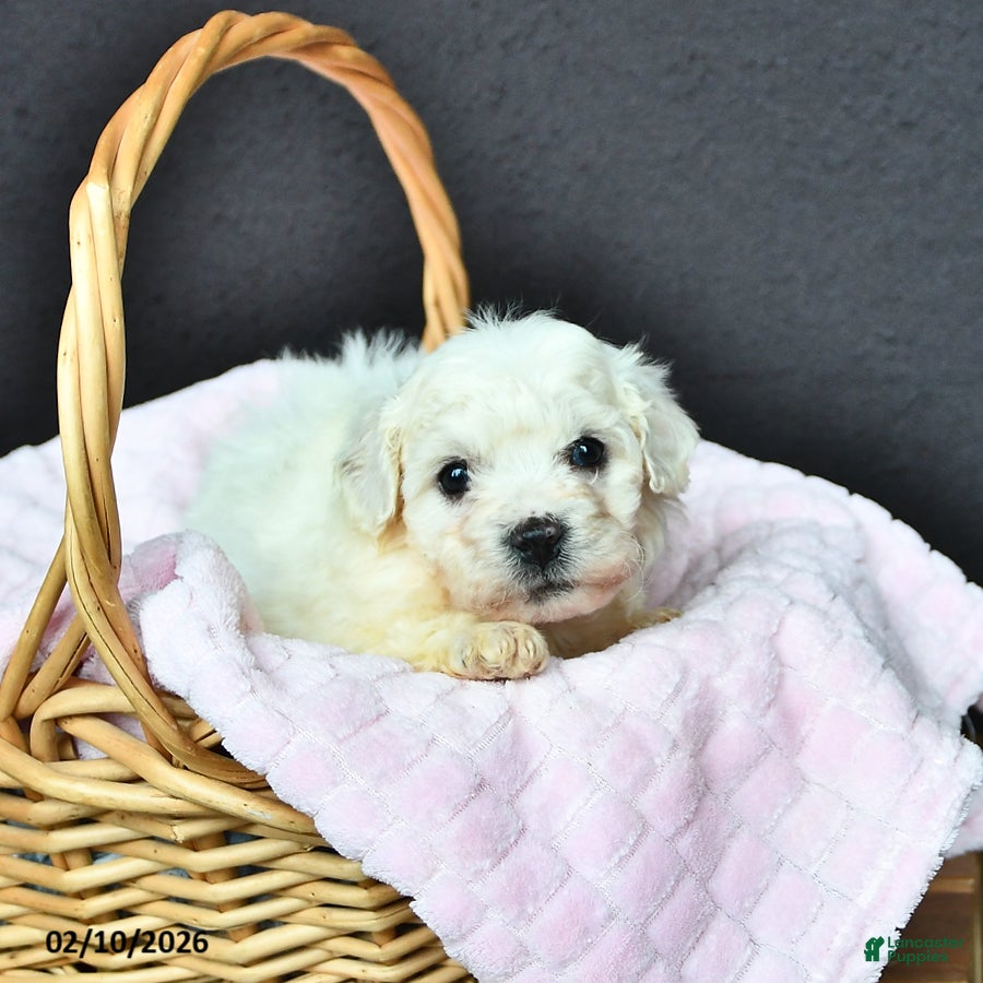 Bichon Frise dogs Lady - Ad 2