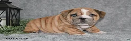English Bulldog dogs for sale: Zane - Ad 3