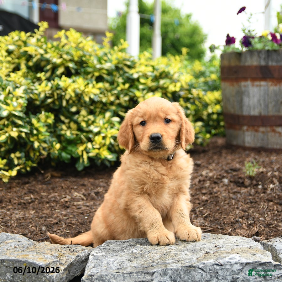 Golden Retriever dogs Juno - Ad 1