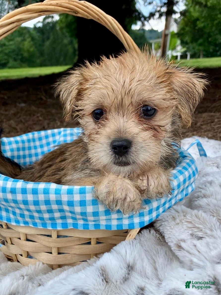 Morkie dogs Otis - Ad 2