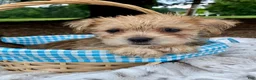 Morkie dogs for sale: Otis - Ad 2
