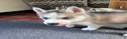 Siberian Husky dogs for sale: Suppy AKC - Ad 3