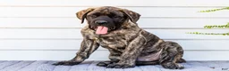English Mastiff dogs for sale: Max - Ad 5