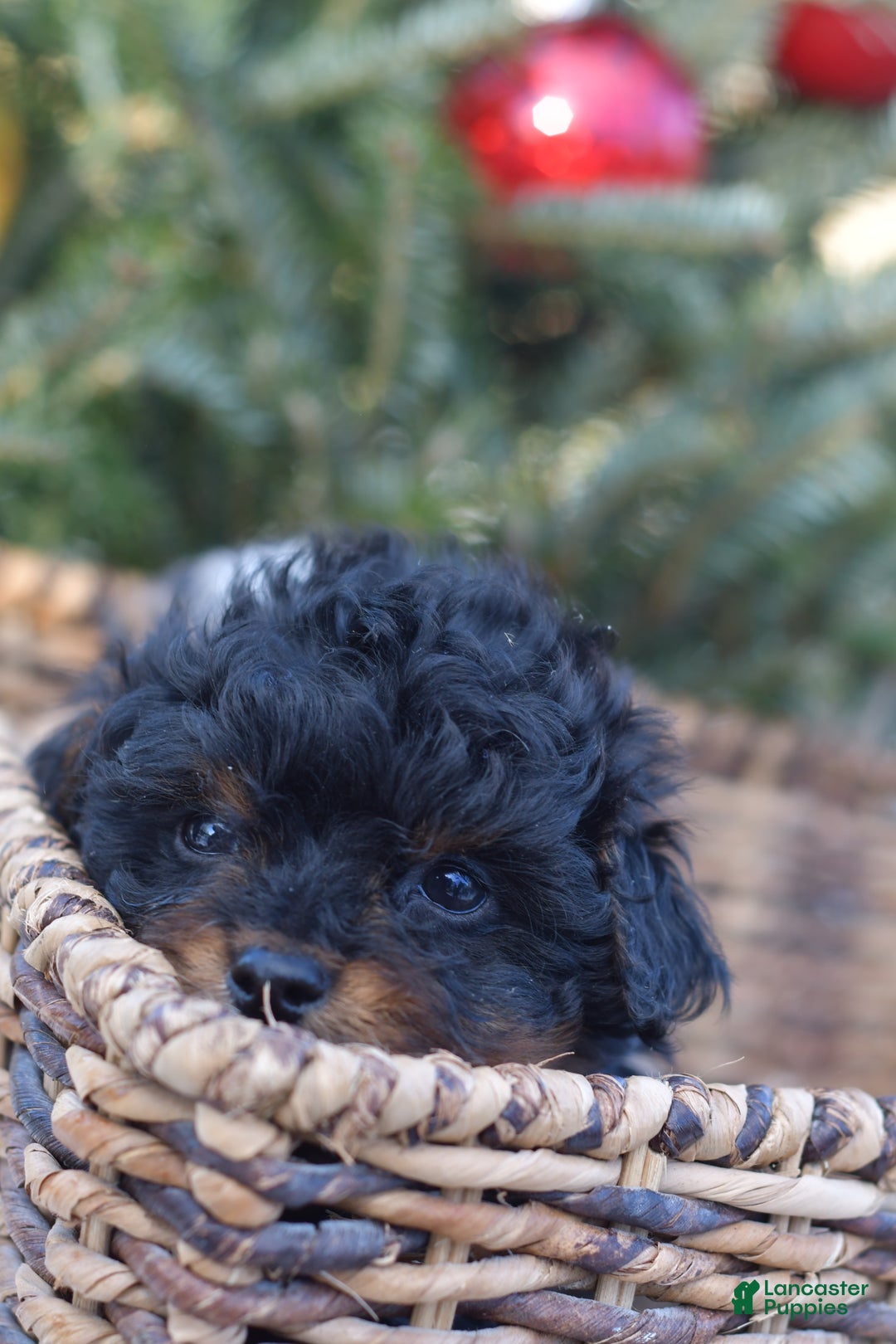 Mini Aussiedoodle dogs for sale: Grizzly - Ad 19