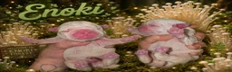 Pug dogs for sale: Enoki - Ad 1