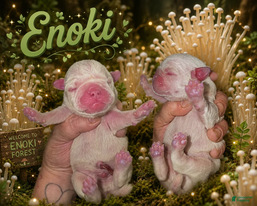Pug dogs for sale: Enoki - Ad 1