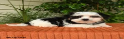 Malshi dogs for sale: Megan - Ad 3