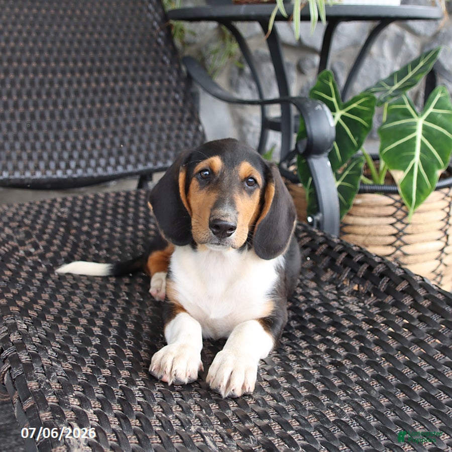 Mixed Breed dogs Coco  - Ad 2