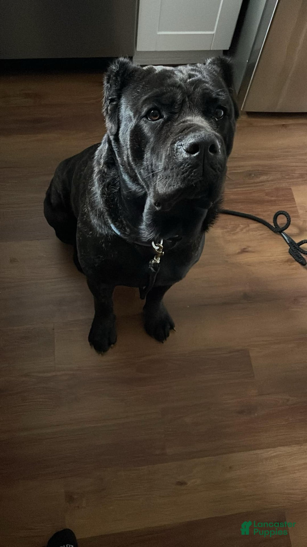 Cane Corso dogs for sale: Pluto - Male - Ad 5