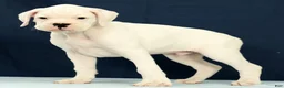 Boxer dogs for sale: Jasper - Ad 4